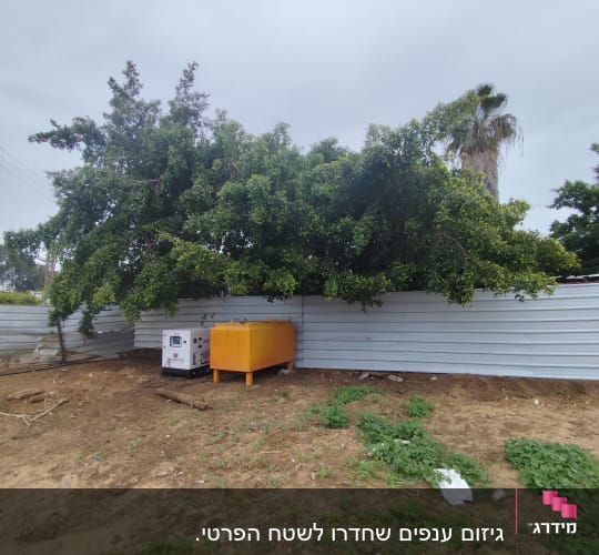 עץ גדול ליד גדר מתכת עם מכשיר כתום